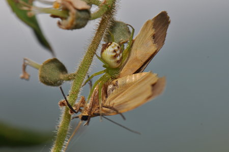 カニグモ科　ハナグモ