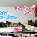 120522-【猫アニメ】世紀の大イベントにゃ！！