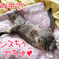 090605-【猫アニメ】あたしとチビらぶにゃ