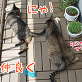 090627-【猫アニメ】きょうは一時休戦にゃ！