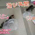 090711-【猫アニメ】レジ袋で遊んだにゃ！