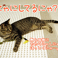 090714-【猫アニメ】にゃにしてるにゃ？