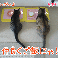 090831-【猫アニメ】大逆転にゃ！