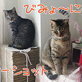 090914-【猫写真】びみょ～にゃツーショットにゃ！