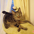 090915-【猫写真】決めポーズにゃ！？