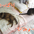 090918-【猫アニメ】やっぱりびみょ～にゃ～