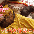 091030-【猫アニメ】まったりお昼寝にゃ！