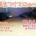 091104-【猫写真】ぽかぽかでお留守番にゃ。