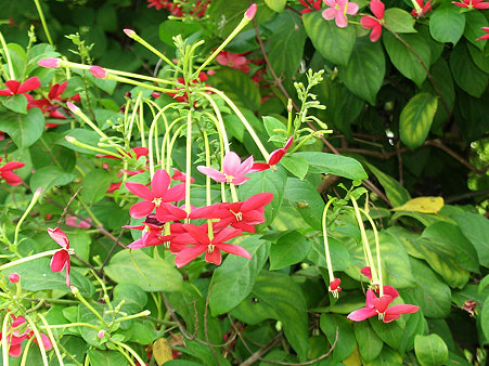 モクセイのような香りの花 DSCN4906_R