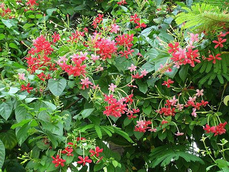 モクセイのような香りの花 DSCN4903_R