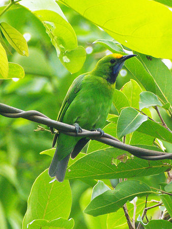 キビタイコノハドリ(Golden-fronted Leafbird) IMGP121115_R