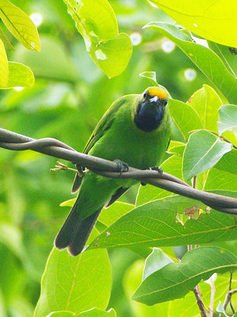 キビタイコノハドリ(Golden-fronted Leafbird) IMGP121108_R