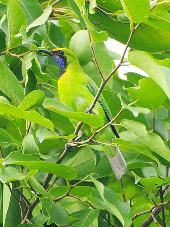 キビタイコノハドリ(Golden-fronted Leafbird) IMGP121118_R