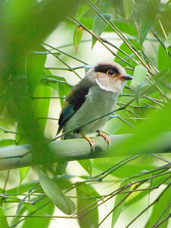 ギンムネヒロハシ(Silver-breasted Broadbill) IMGP122607_R_filtered