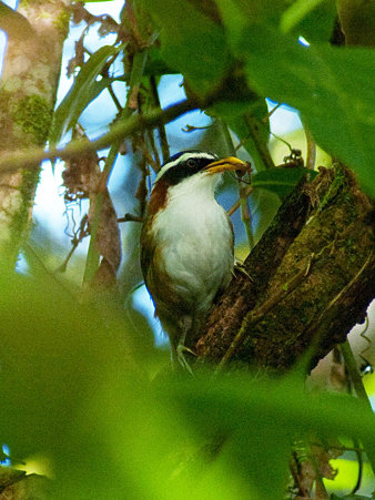 マミジロマルハシ(White-browed Scimitar-Babbler) IMGP125207_R