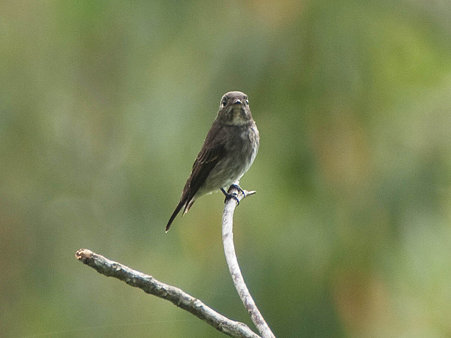 サメビタキ(Dark-sided Flycatcher) P1020738_R