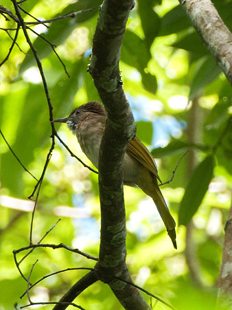 ミヤマヒヨドリ(Mountain Bulbul) P1030754_R