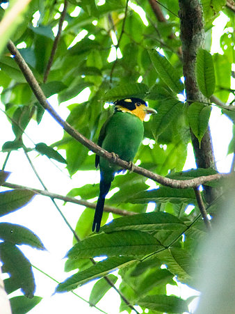 オナガヒロハシ(Long-tailed Broadbill) IMGP128907_R2