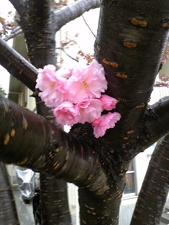 ぽってり八重桜