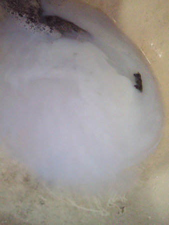 SBCA0154