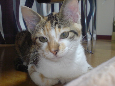2009072603
