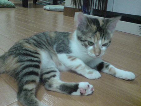 2009081103