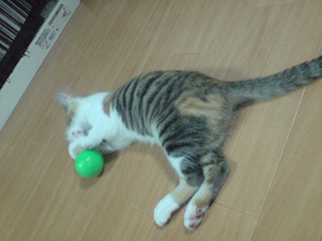 2009081303