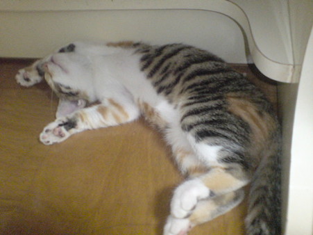 2009071603