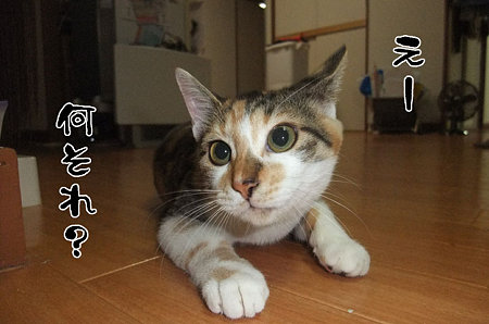 2009090802
