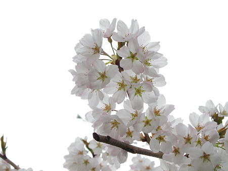盛岡城跡公園(岩手公園)の桜・5