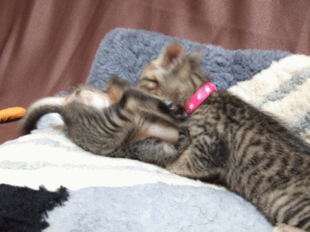 子猫のプロレスごっこ