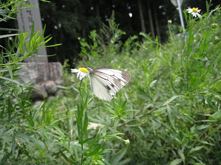 05　高篠峠4