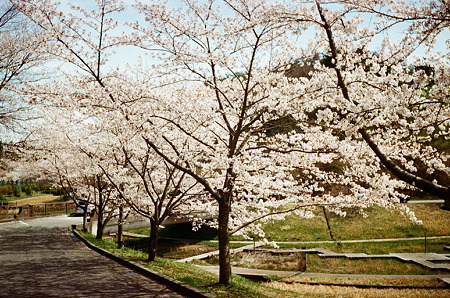 Cherry_blossm_euro_print200_05062011smena