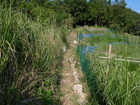 萩谷崎の岩地遊歩道
