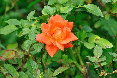 DSC_0029_1651
