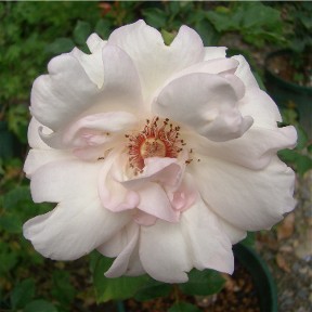 Rose_Ophelia_6_15