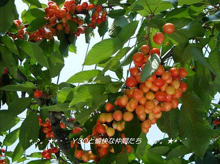 DSCF8543_pa