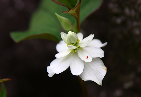 八重のドクダミ「白雪姫」　虫さんも美しさに誘われて！(＠_＠;)