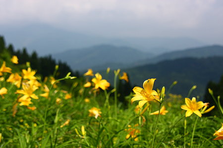 ニッコウキスゲ　西山　高山植物順化試験地