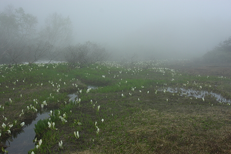 栂池自然園　水芭蕉　霧の中で！