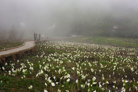 栂池自然園　水芭蕉