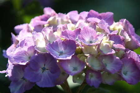 ピンクの紫陽花　　光を浴びて！