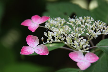 ガクアジサイ　紅   (山紫陽花)