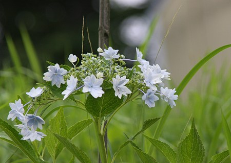 紫陽花　墨田の花火かな(?_?)