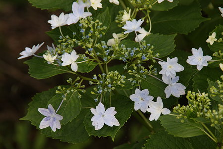 紫陽花　線香花火のように！☆^^☆