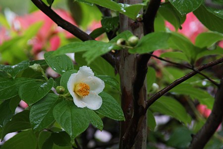 シャラ(夏椿)が沢山開花しました。 (#^.^#)