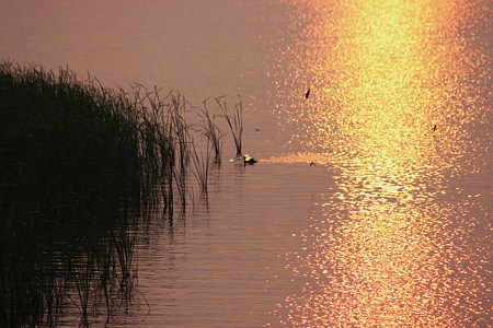 夕陽に照らされて