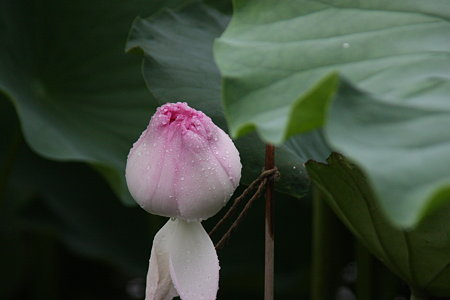 蕾（蕾の中に1500有余の花弁があります）妙蓮