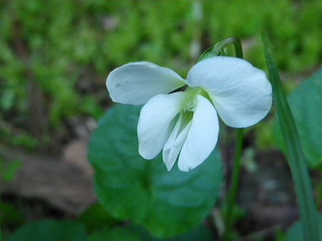 IMGP0044