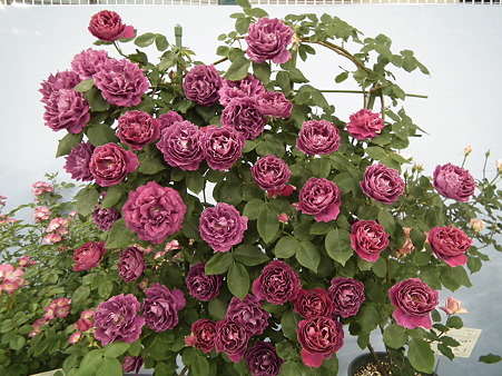DSCF1249